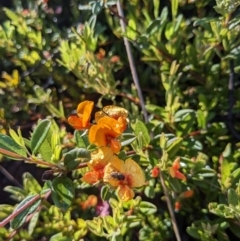 Podolobium alpestre at Tennent, ACT - 2 Jan 2023