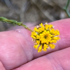 Rutidosis leptorhynchoides (Button Wrinklewort) at Higgins Woodland - 2 Jan 2023 by Untidy