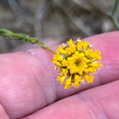 Rutidosis leptorhynchoides (Button Wrinklewort) at Higgins, ACT - 2 Jan 2023 by Untidy