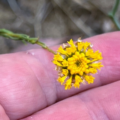Rutidosis leptorhynchoides (Button Wrinklewort) at Higgins, ACT - 2 Jan 2023 by Untidy