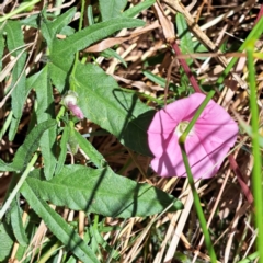 Convolvulus angustissimus subsp. angustissimus (Australian Bindweed) at Watson, ACT - 2 Jan 2023 by abread111