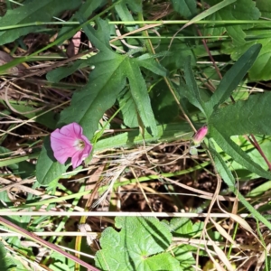 Convolvulus angustissimus subsp. angustissimus at Watson, ACT - 2 Jan 2023