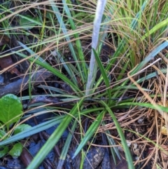 Celmisia sp. (Snow Daisy) at Tennent, ACT - 2 Jan 2023 by WalterEgo