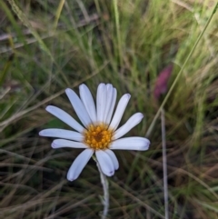 Celmisia sp. at Tennent, ACT - 2 Jan 2023