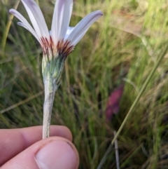 Celmisia sp. at Tennent, ACT - 2 Jan 2023