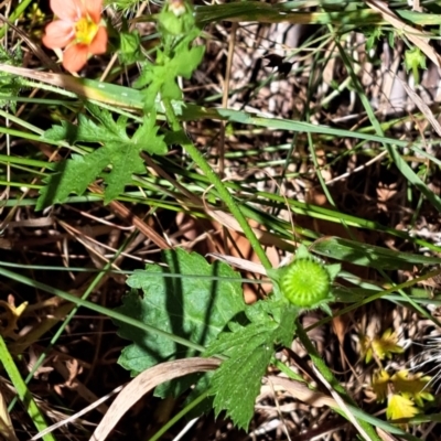 Modiola caroliniana (Red-flowered Mallow) at Mount Majura - 2 Jan 2023 by abread111