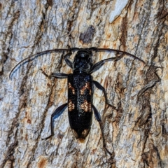 Coptocercus pedator (A longhorn beetle) at Kambah, ACT - 2 Jan 2023 by HelenCross