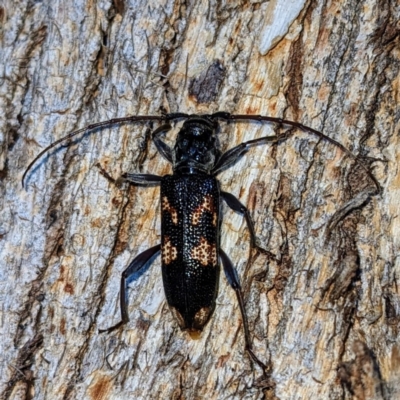 Coptocercus pedator (A longhorn beetle) at Lions Youth Haven - Westwood Farm - 2 Jan 2023 by HelenCross