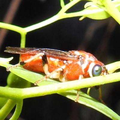 Pergagrapta latreillii (Sawfly) at Kambah, ACT - 2 Jan 2023 by HelenCross