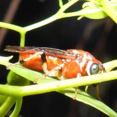 Unidentified Sawfly (Hymenoptera, Symphyta) (TBC) at Kambah, ACT - 2 Jan 2023 by HelenCross