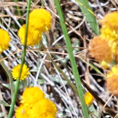 Chrysocephalum apiculatum (Common Everlasting) at Mount Majura - 2 Jan 2023 by abread111