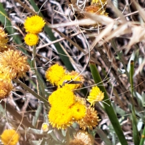 Chrysocephalum apiculatum at Watson, ACT - 2 Jan 2023