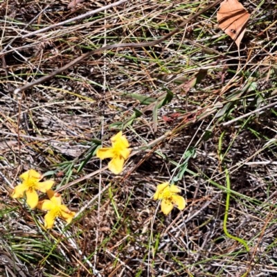 Hypericum gramineum (Small St Johns Wort) at Mount Majura - 2 Jan 2023 by abread111