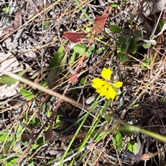 Goodenia hederacea subsp. hederacea (Ivy Goodenia, Forest Goodenia) at Mount Majura - 2 Jan 2023 by abread111