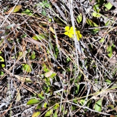 Goodenia hederacea subsp. hederacea at Watson, ACT - 2 Jan 2023