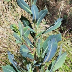 Lactuca serriola (Prickly Lettuce) at Mount Majura - 2 Jan 2023 by abread111