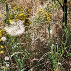 Tragopogon sp. (A Goatsbeard) at Mount Majura - 2 Jan 2023 by abread111