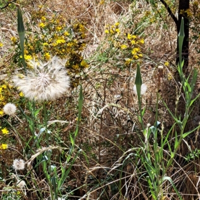 Tragopogon sp. (A Goatsbeard) at Mount Majura - 2 Jan 2023 by abread111