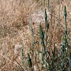 Tragopogon sp. at Watson, ACT - 2 Jan 2023 11:24 AM