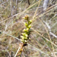 Microtis sp. (Onion Orchid) at Mount Majura - 2 Jan 2023 by abread111