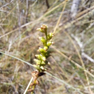 Microtis sp. at Watson, ACT - 2 Jan 2023