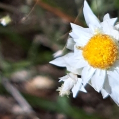 Leucochrysum albicans (Hoary Sunray) at Mount Majura - 2 Jan 2023 by abread111