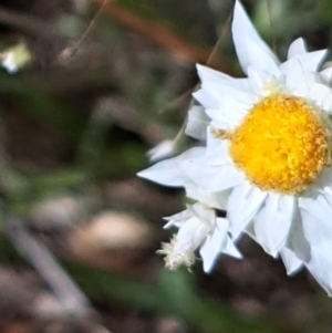 Leucochrysum albicans at Watson, ACT - 2 Jan 2023 11:00 AM