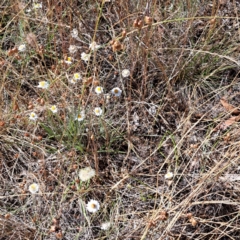 Leucochrysum albicans at Watson, ACT - 2 Jan 2023 11:00 AM