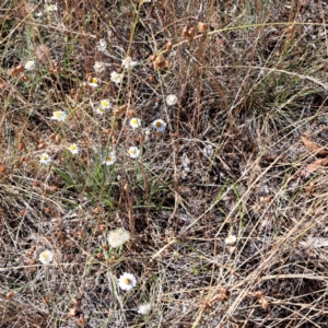 Leucochrysum albicans at Watson, ACT - 2 Jan 2023