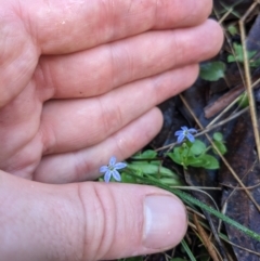 Lobelia pedunculata (Matted Pratia) at Gibraltar Pines - 1 Jan 2023 by WalterEgo