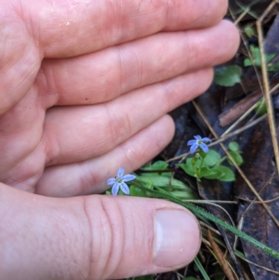 Lobelia pedunculata (Matted Pratia) at Paddys River, ACT - 2 Jan 2023 by WalterEgo