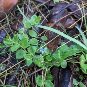 Lobelia pedunculata at Paddys River, ACT - 2 Jan 2023 08:03 AM