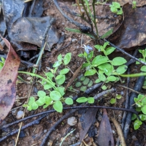 Lobelia pedunculata at Paddys River, ACT - 2 Jan 2023 08:03 AM