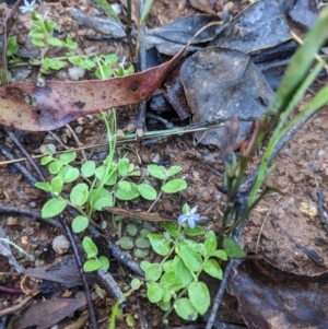 Lobelia pedunculata at Paddys River, ACT - 2 Jan 2023 08:03 AM