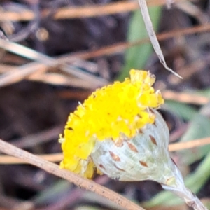 Leptorhynchos squamatus subsp. squamatus at Watson, ACT - 2 Jan 2023