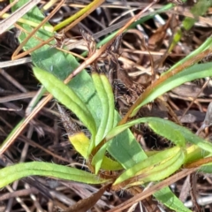 Leptorhynchos squamatus subsp. squamatus at Watson, ACT - 2 Jan 2023 10:17 AM