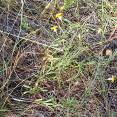 Leptorhynchos squamatus subsp. squamatus at Watson, ACT - 2 Jan 2023 10:17 AM