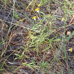 Leptorhynchos squamatus subsp. squamatus at Watson, ACT - 2 Jan 2023 10:17 AM