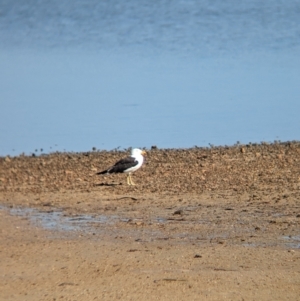 Larus pacificus at Port Broughton, SA - 31 Dec 2022 09:16 AM