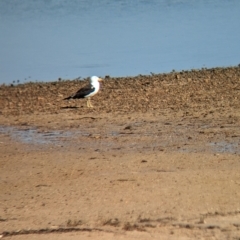 Larus pacificus at Port Broughton, SA - 31 Dec 2022 09:16 AM