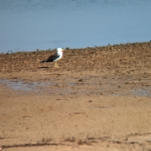 Larus pacificus at Port Broughton, SA - 31 Dec 2022