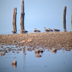 Anas gracilis (Grey Teal) at Port Broughton, SA - 31 Dec 2022 by Darcy