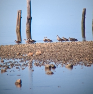 Anas gracilis at Port Broughton, SA - 31 Dec 2022