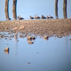 Anas gracilis at Port Broughton, SA - 31 Dec 2022