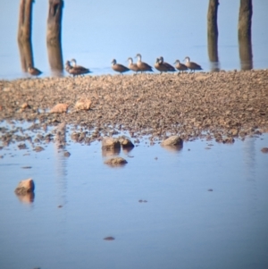 Anas gracilis at Port Broughton, SA - 31 Dec 2022 09:20 AM