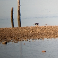 Haematopus longirostris (Australian Pied Oystercatcher) at Port Broughton, SA - 31 Dec 2022 by Darcy