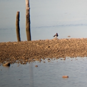 Haematopus longirostris at Port Broughton, SA - suppressed