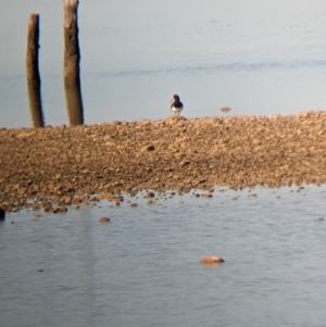 Haematopus longirostris at Port Broughton, SA - suppressed