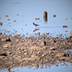 Haematopus longirostris at Port Broughton, SA - suppressed