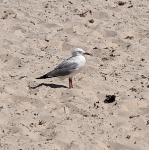 Chroicocephalus novaehollandiae at Wallaroo, SA - 1 Jan 2023 11:14 AM